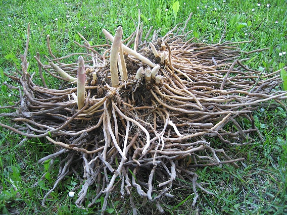 Spargelwurzel